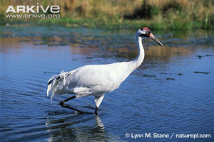 Whooping crane (Grus americana)