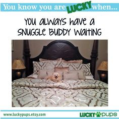 ... always have a snuggle buddy waiting #luckypups www.luckypups.etsy.com