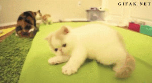 funny-gif-get-out-of-bed