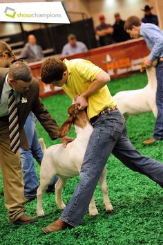 Houston Livestock Show Goats