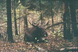 work and homesickness