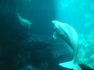 NOC, the Beluga Whale