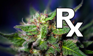 Cannabis Extract Fights 