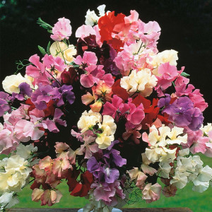 Flowers Flower Seeds Hardy Annual Seeds Sweet Pea 'Floral Tribute'
