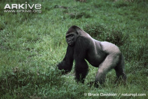 strong silverback gorilla