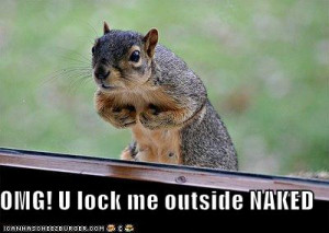 funny squirrel photo