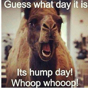 Hump day funny quote