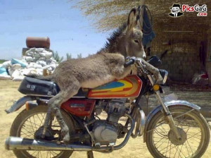 donkey funny photo which is very hilarious and this pakistani funny ...