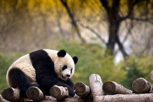 animal-bear-cute-giant-panda-panda-Favim.com-322974_large.jpg