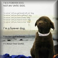 goodbye forever quotes photo: Forever dog Foreverdog.jpg