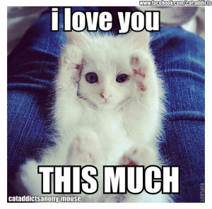 love you cute cat cute cat 212 i love you i love you cute cat