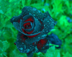 Rare Rose, Love it!!!! (Wonderous World)