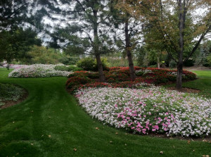 Fall annuals in full bloom