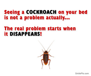 The real problem with cockroaches!