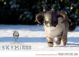 Funny photos funny cat helmet medieval Skyrim