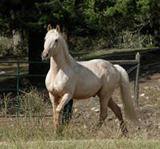 gaited breeds, like Tennessee Walkers , Saddlebreds