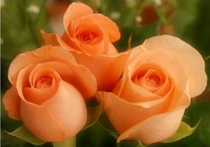 Orange Roses Graphics