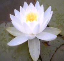 handful of patience is worth more than a bushel of brains. Cato th