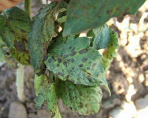 alternaria blight geranium a10