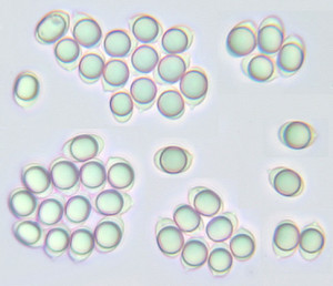 cinerea Bull J Schr t a coral fungus Spores magnified