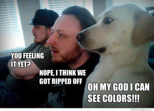 Best of the Overwhelmed dog meme…
