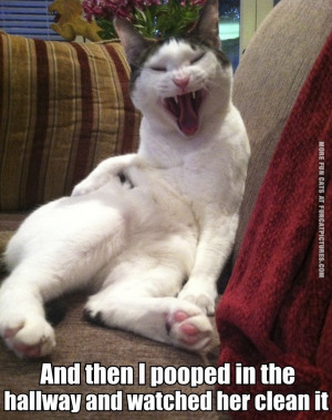 funny cat picture then i pooped in the hallway