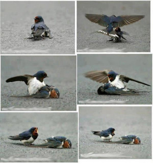 who is more emotional ? :'(