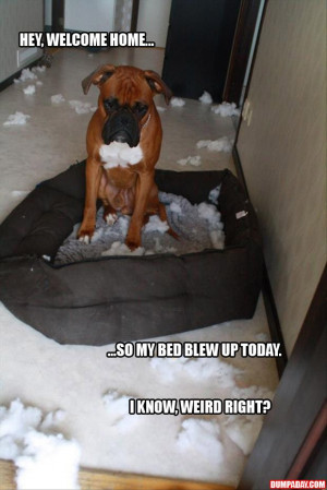 Funny Quotes About Boxer Dogs 4 Funny Quotes About Boxer