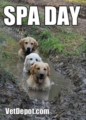 spa day for dogs