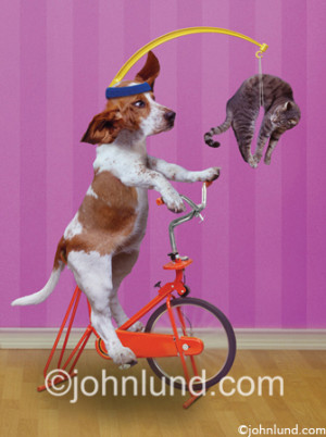 funny basset hound picture of a dog motivated by a cat as he works