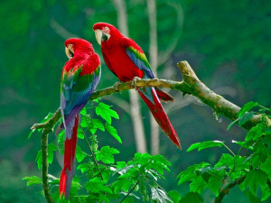 Australian Parrots Birds Wallpaper
