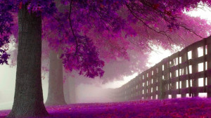 Purple Trees | 1920 x 1080 | Download | Close