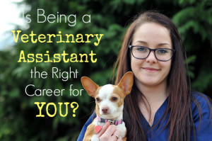 Is Being a Veterinary Assistant the Right Career for You?