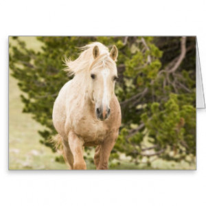 Palomino Horse Fence Card