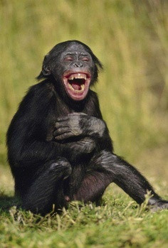 laughing-animal-19