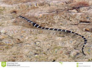 Poisonous Snake Wallpapers