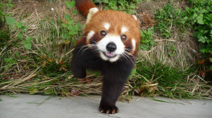 Red Panda