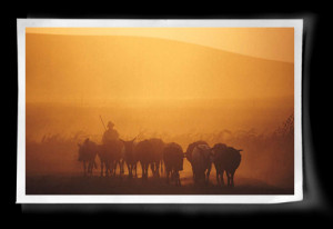 Speciesism and Veganism: Transcending Politics and Religion