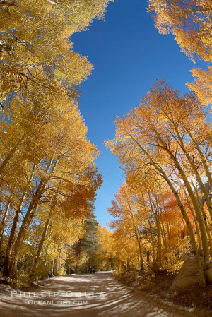 Backgrounds Desktop on 2006 Aspen Trees Displaying Fall Colors Rise ...