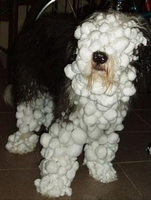 snow-dog-funny-pictures.jpg