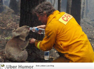 Firefighter giving water to thirsty koala during the devastating ...