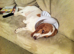 Dog Is Embarrassed By Its Garbage Lid Of Shame On The Couch