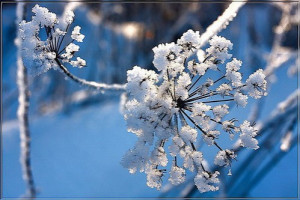 winter flower - alexander shubin