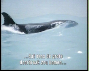 Orca Killer Whale Quotes