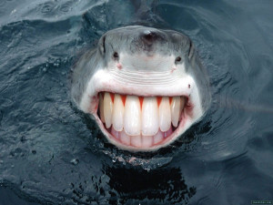 water sharks smiling teeth 1600x1200 wallpaper Nature Water HD