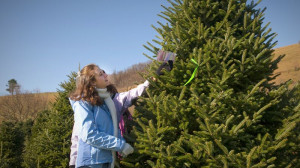 Christmas Tree Farms North Carolina