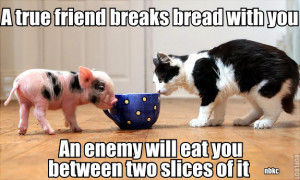 Friends Vs Enemies