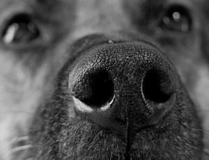 The Power Of A Dog's Nose
