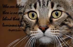 ... Quotable Photo Series – The Eyes are the Soul to a Cat’s Mind