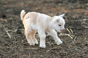 Baby Goats | Cute and Lovely Latest Photographs